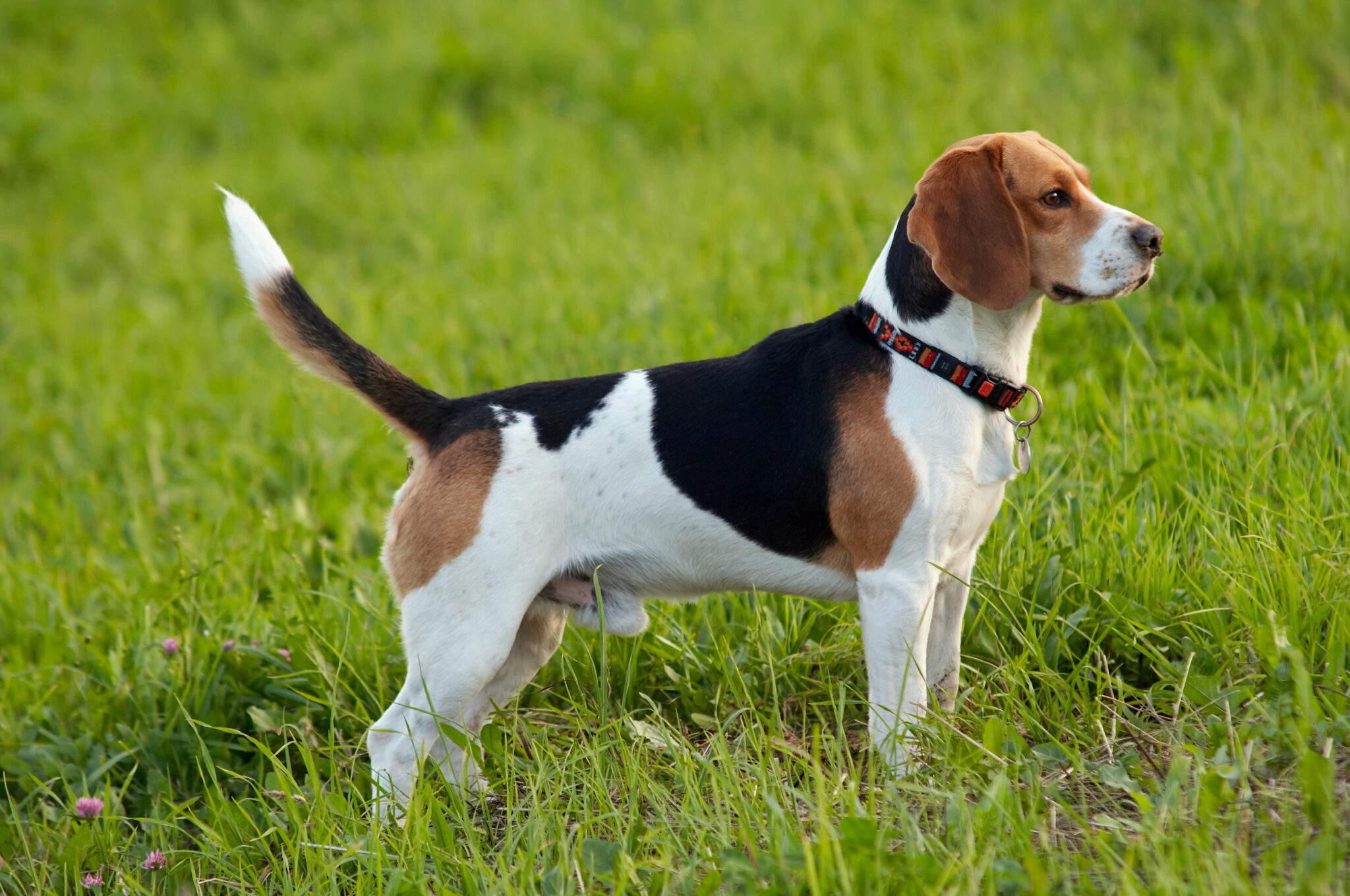 7 Chiens Similaires Aux Beagles Avec Des Photos