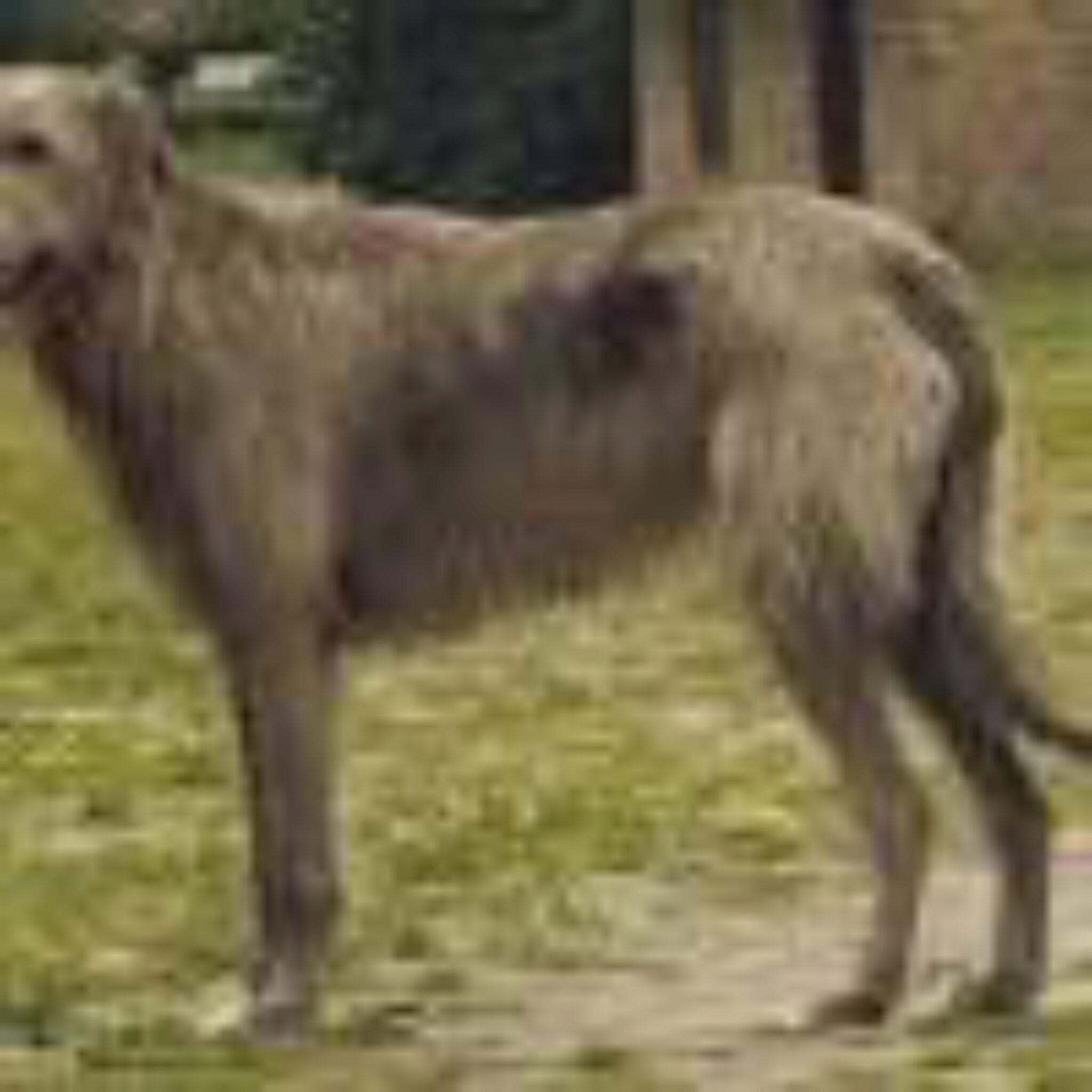 Comparaison De LIrish Wolfhound Et Du Scottish Deerhound Quelle Est La Difference